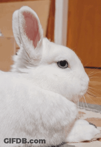 A White Rabbit With Blue Eyes Is Laying Down GIF