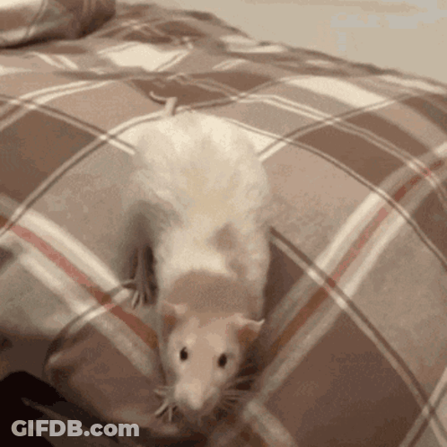 A White Rat Is Sitting On A Bed With A Plaid Blanket GIF