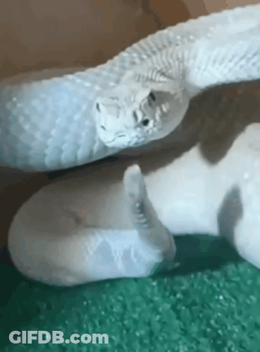 A White Rattlesnake Is Laying On Top Of A Green Carpet . GIF