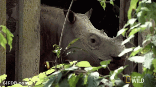 A White Rhino Is Behind A Fence With A National Geographic Wild Logo On The Bottom GIF