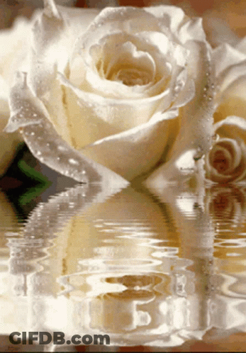 A White Rose Is Reflected In The Water With The Letter B Visible GIF