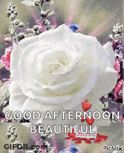 A White Rose Is Surrounded By Other Flowers And Says Good Afternoon Beautiful GIF