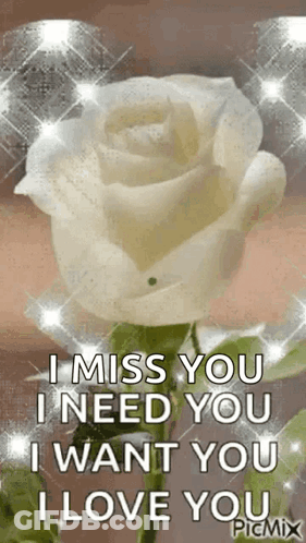 A White Rose With The Words `` I Miss You I Need You I Want You I Love You '' GIF
