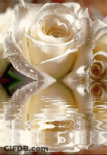 A White Rose With Water Drops On It Is Reflected In A Body Of Water With A Watermark That Says Koelga GIF
