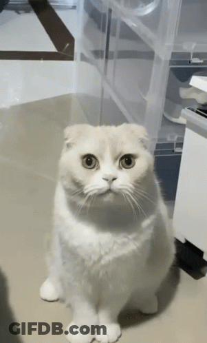 A White Scottish Fold Cat Sitting On A Table GIF