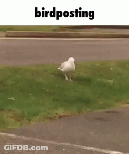 A White Seagull Is Walking Across A Grassy Field . GIF