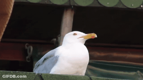 A White Seagull With A Yellow Beak Is Perched On A Roof GIF