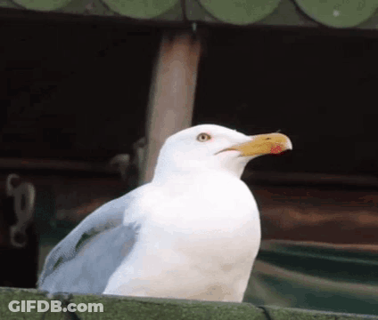 A White Seagull With A Yellow Beak Is Sitting On A Fence . GIF