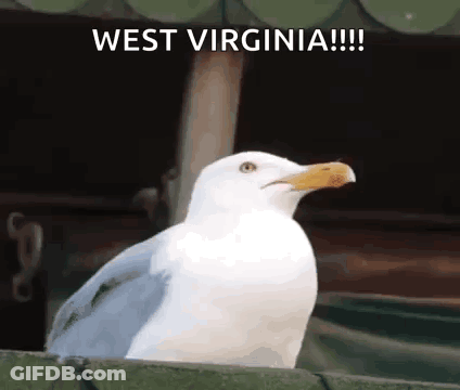 A White Seagull With A Yellow Beak Is Sitting On A Fence With The Words West Virginia !!! Written Above It GIF
