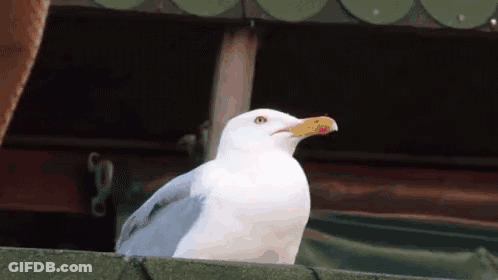 A White Seagull With A Yellow Beak Is Sitting On A Roof GIF