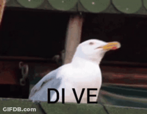 A White Seagull With A Yellow Beak Is Standing In Front Of A Sign That Says " Di Ve " GIF
