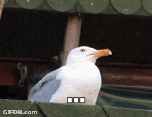 A White Seagull With A Yellow Beak Is Standing On A Green Roof GIF