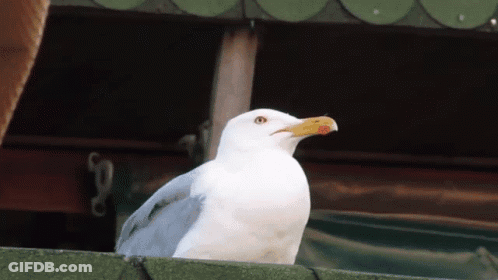 A White Seagull With A Yellow Beak Is Standing On A Green Roof GIF