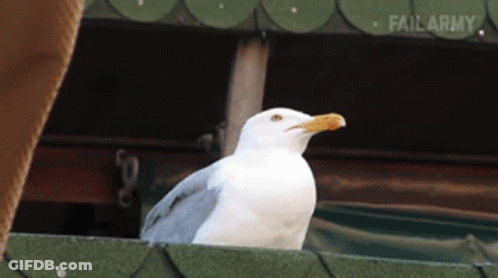 A White Seagull With A Yellow Beak Is Standing On A Green Roof With Failarmy Written On The Bottom GIF