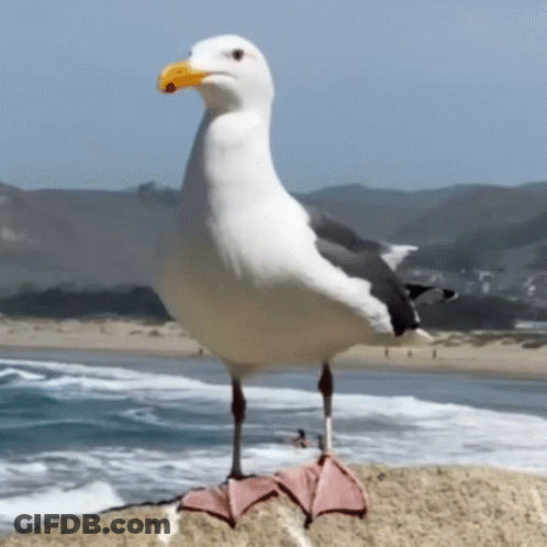 A White Seagull With A Yellow Beak Stands On A Rock Near The Ocean GIF
