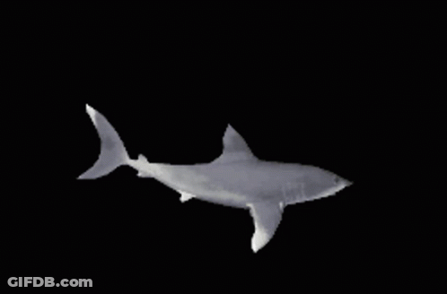 A White Shark Is Swimming In The Dark Waters GIF