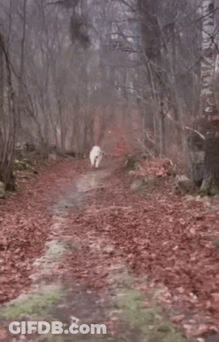 A White Sheep Is Walking Down A Path In The Woods GIF