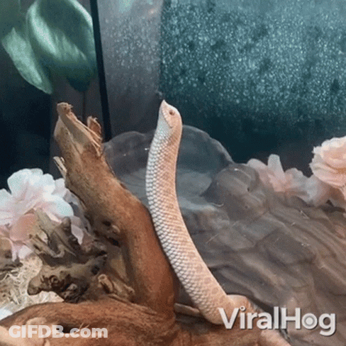 A White Snake Is Laying On A Piece Of Wood With The Words Viralhog Written On The Bottom GIF