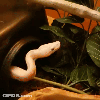 A White Snake Is Sticking Its Head Out Of A Hole GIF