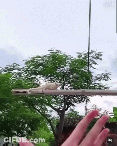 A White Squirrel Is Sitting On Top Of A Pole . GIF