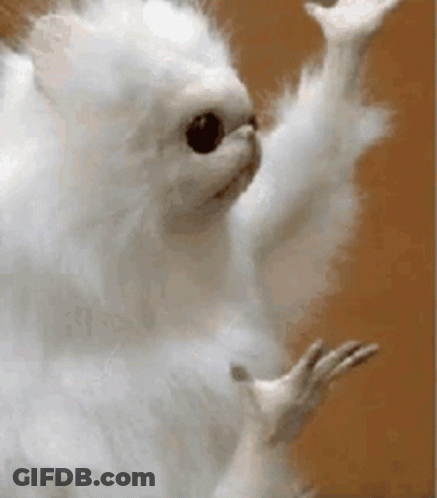 A White Squirrel Is Waving Its Paw In The Air . GIF