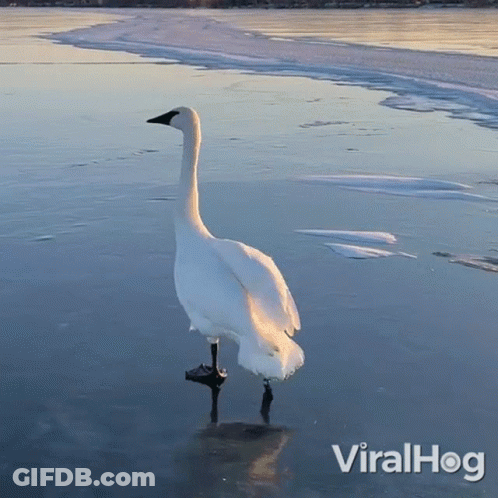 A White Swan Is Standing On A Frozen Lake With Viralhog Written On The Bottom Right GIF