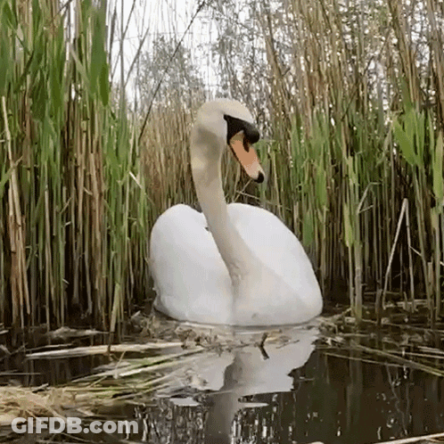 A White Swan Is Swimming In A Pond With Tall Grass Surrounding It GIF
