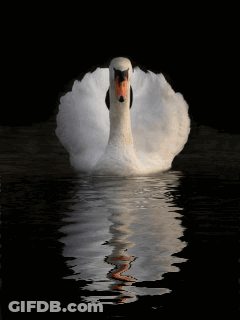 A White Swan Is Swimming In The Dark Waters Of A Lake GIF