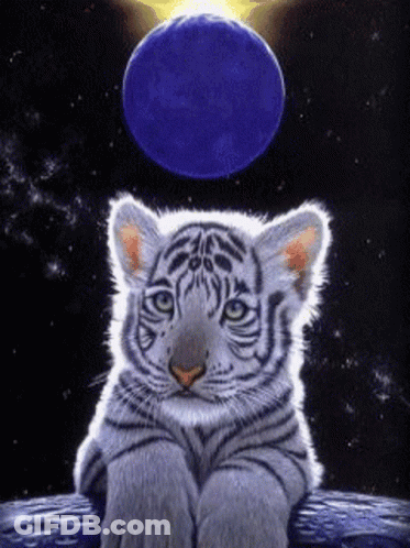 A White Tiger Cub Sits On A Rock In Front Of A Full Moon GIF