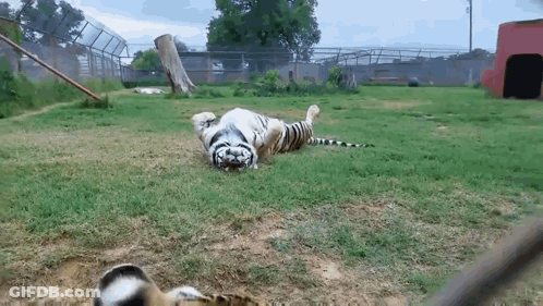 A White Tiger Laying On Its Back In A Grassy Field GIF