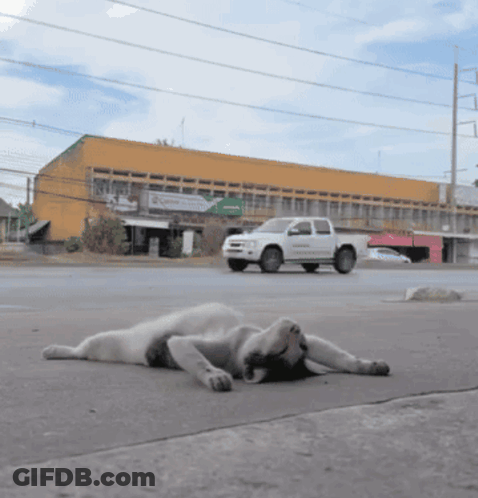 A White Truck Is Driving Past A Dog That Is Laying On The Ground GIF