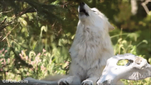 A White Wolf Howling Next To A Sheep Skull GIF
