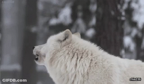 A White Wolf Is Howling In The Snow With Its Mouth Open . GIF