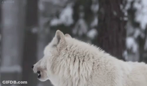 A White Wolf Is Standing In The Snow In A Forest . GIF