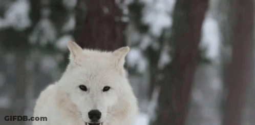 A White Wolf Is Standing In The Snow In The Woods . GIF