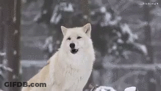 A White Wolf Is Standing In The Snow With Its Mouth Open And Looking At The Camera . GIF