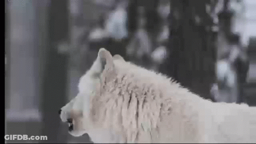 A White Wolf Is Standing In The Snow With Its Mouth Open And Trees In The Background . GIF