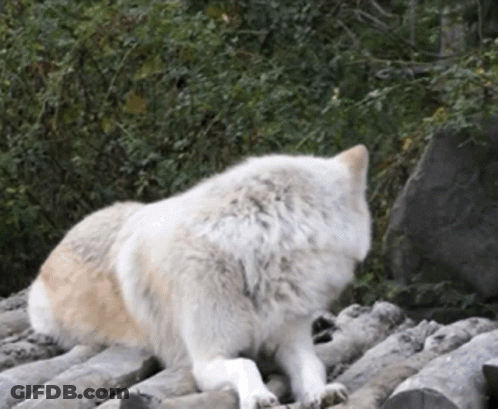 A White Wolf Laying On A Pile Of Logs In The Woods GIF