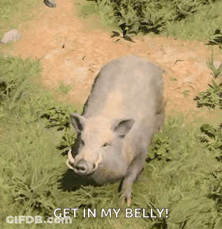 A Wild Boar With Big Tusks Is Walking Through The Grass . GIF