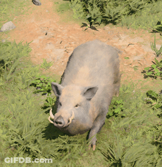 A Wild Boar With Large Tusks Is Walking In The Grass GIF