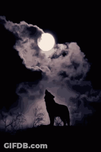 A Wolf Howling At A Full Moon In The Dark GIF
