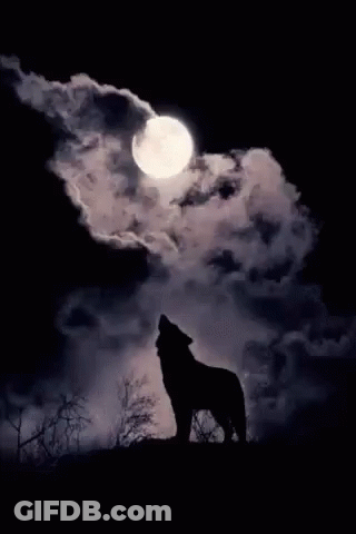 A Wolf Howling At The Full Moon In The Night Sky . GIF