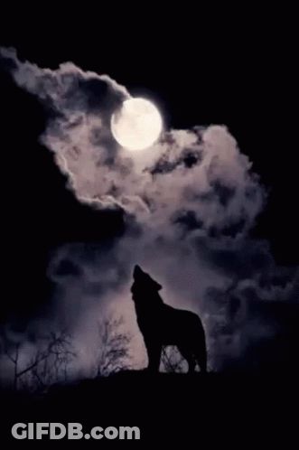 A Wolf Howling At The Full Moon In The Night Sky . GIF