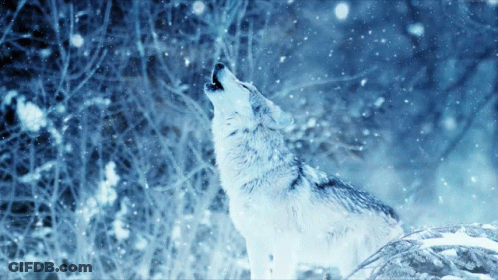 A Wolf Howling In A Snowy Forest GIF