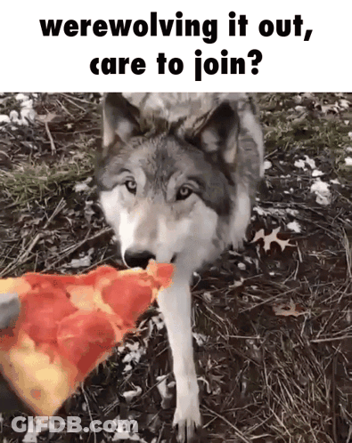 A Wolf Is Eating A Slice Of Pizza With The Caption Werewolving It Out Care To Join GIF