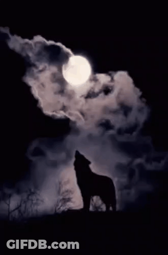 A Wolf Is Howling At The Full Moon In The Dark . GIF