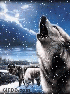 A Wolf Is Howling In The Snow While Two Other Wolves Look On GIF
