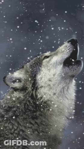 A Wolf Is Howling In The Snow With Snow Falling Around It GIF