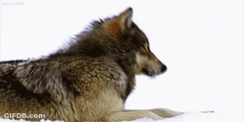 A Wolf Is Laying Down In The Snow Looking At The Camera . GIF