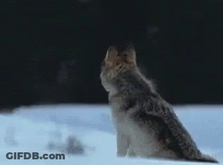 A Wolf Is Sitting In The Snow And Howling At The Sky . GIF